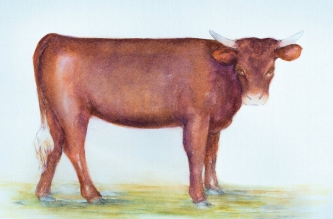 HHHD logo large background.jpg