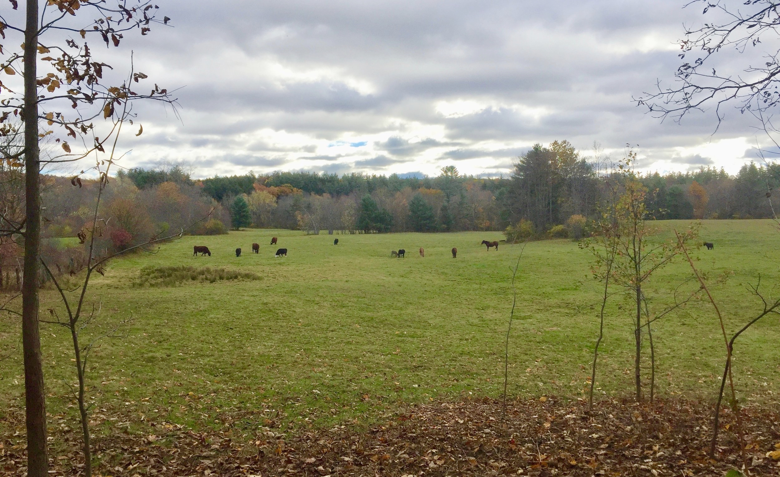 Late summer occupants on the Belding pasture, as seen from Route 32