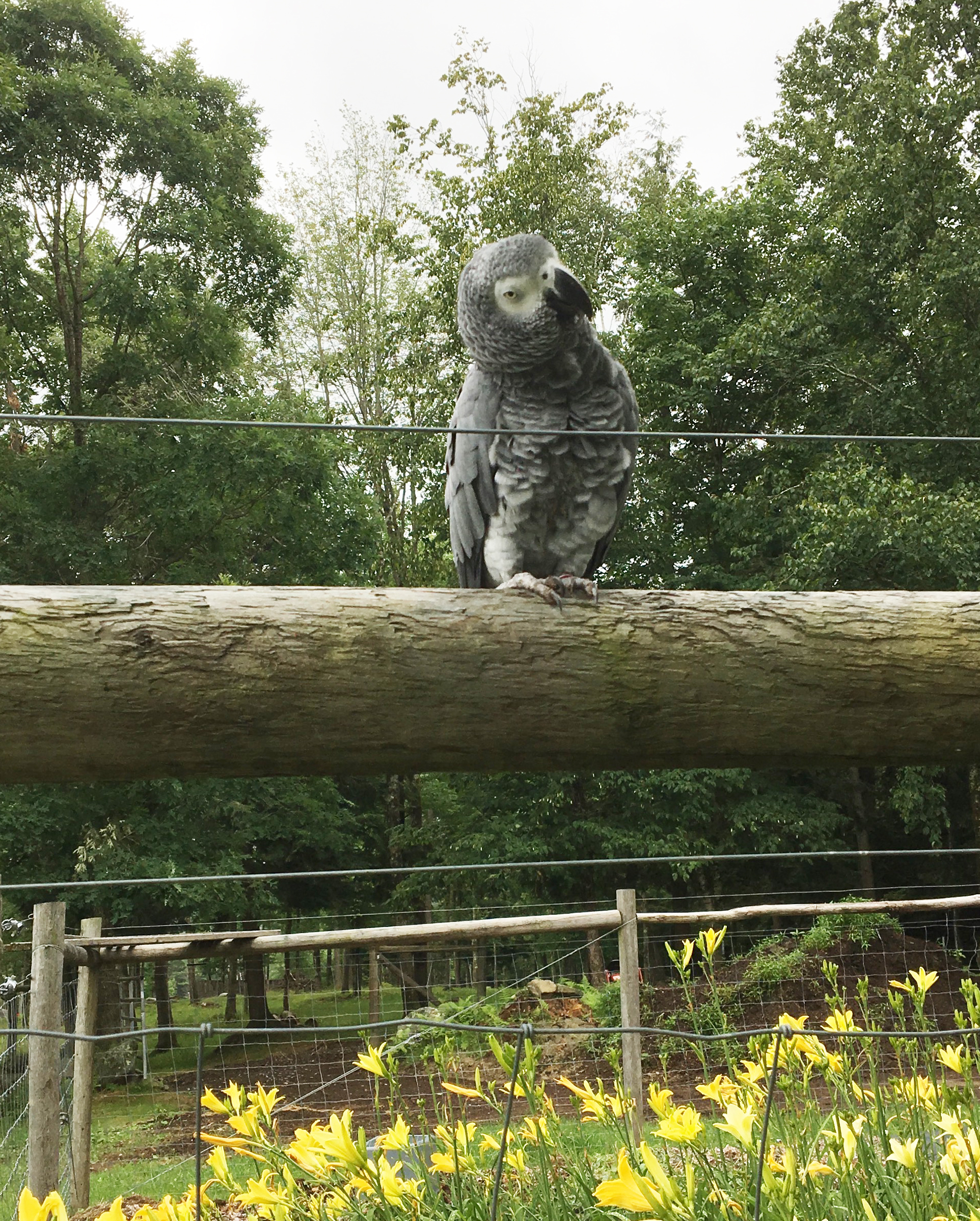 Moses overlooking daylilies 2017.jpg