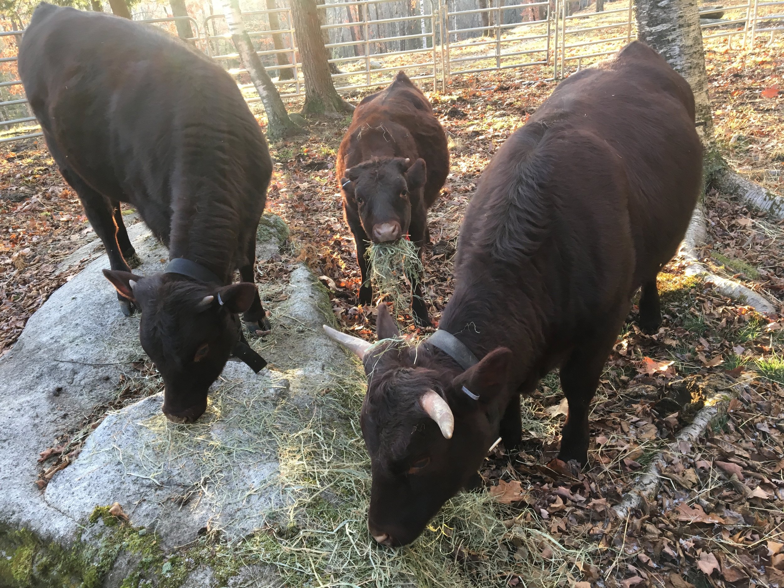 American Milking Devon youngsters, getting fat on a flat rock