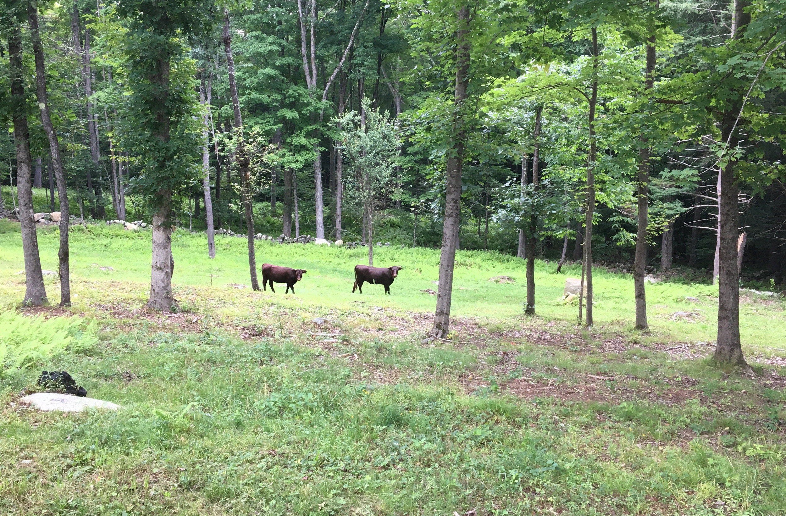 Thriving on coarse forage, and adventure.