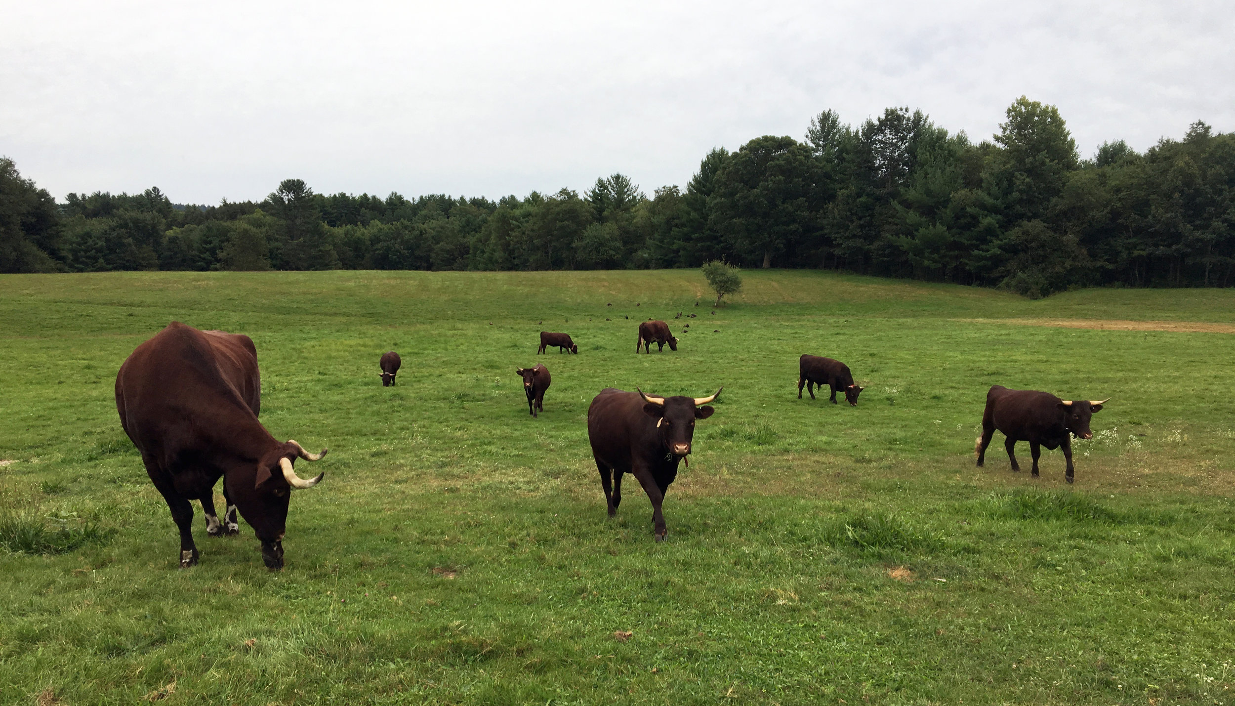 Cattle advance to greet a visitor, while wild turkey poults work the base of the distant knoll