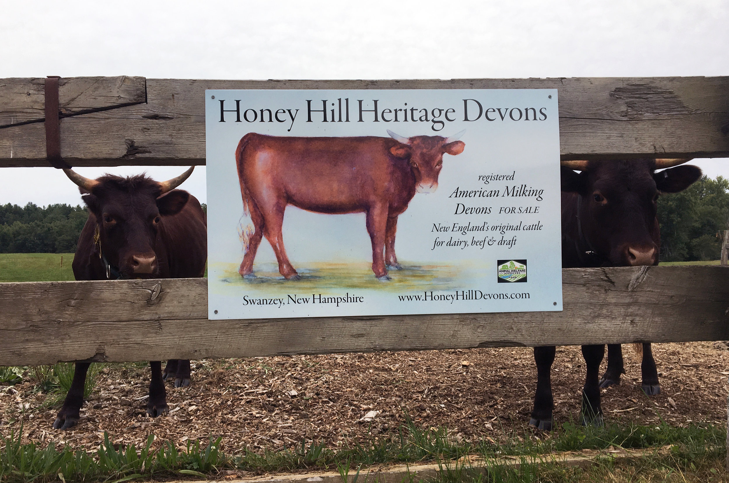 cattle w HHHD sign 9-2018.jpg