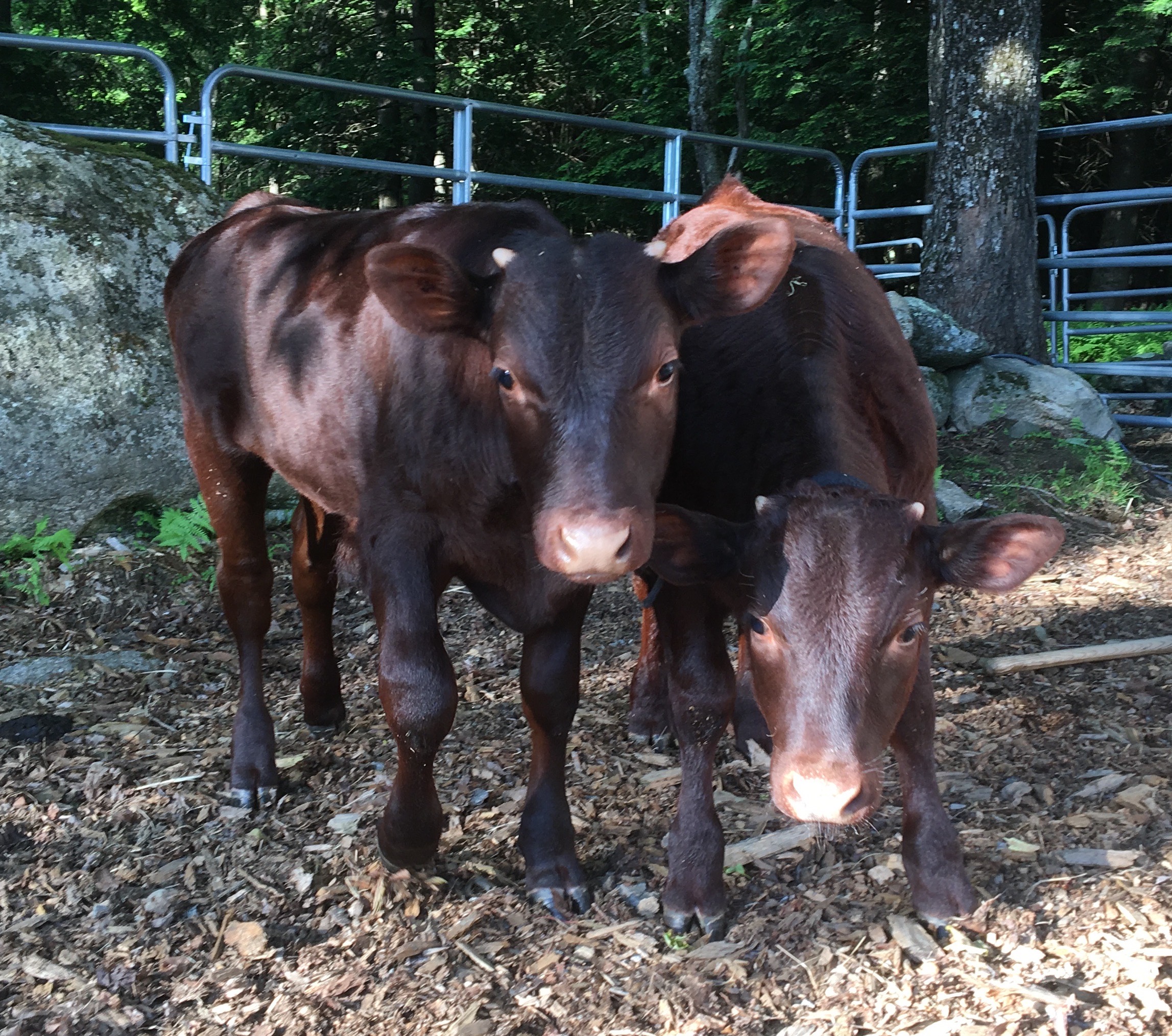 Who, us? Push over a full wheelbarrow? Never!
