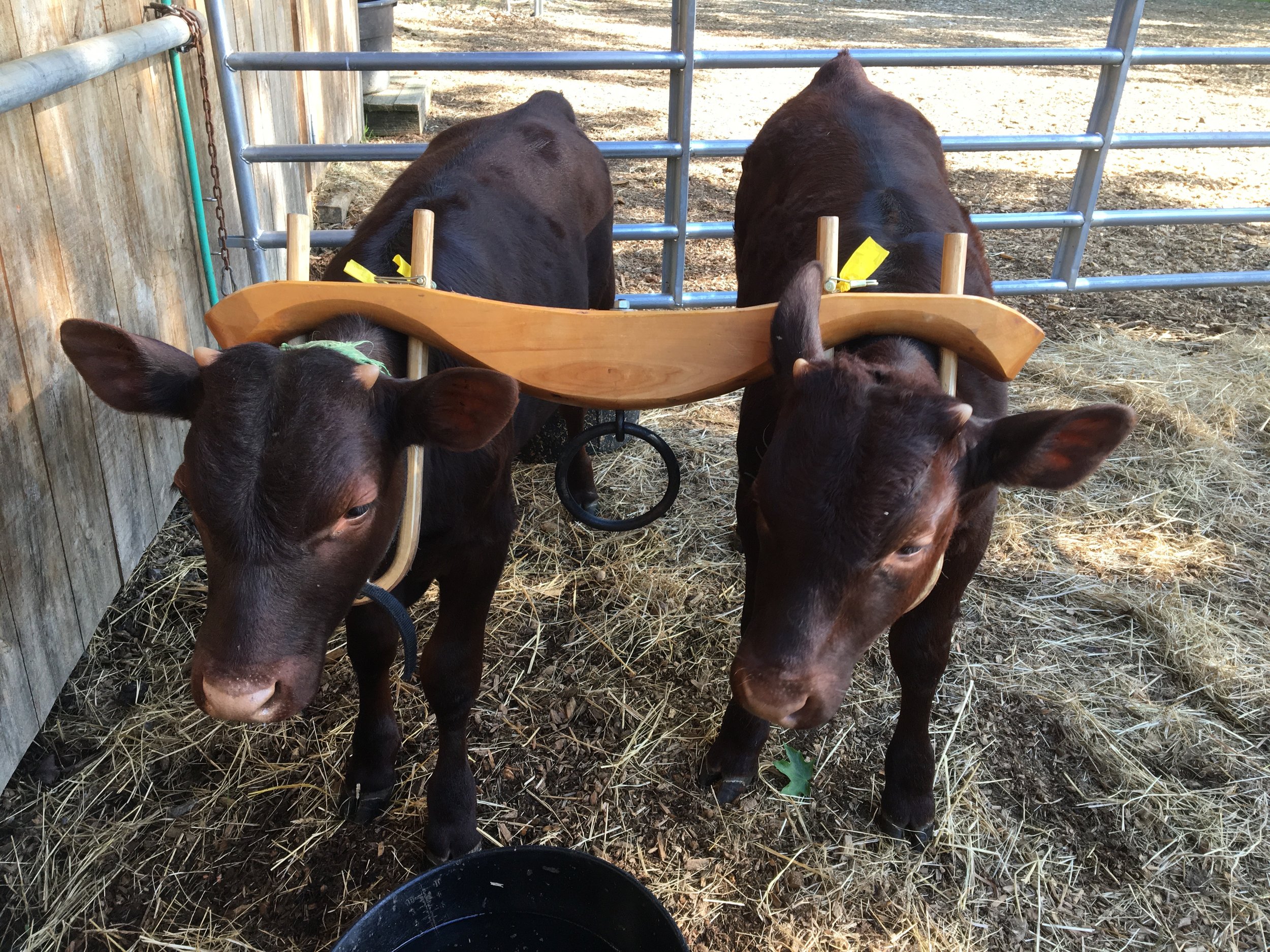 Ben, Del in yoke 4-2019.jpeg